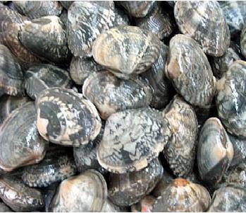 突角镜蛤 (生物进化论)