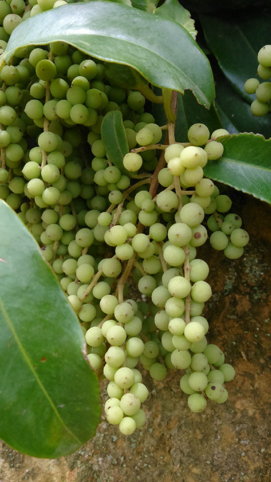 厚叶白花酸藤子(植物)