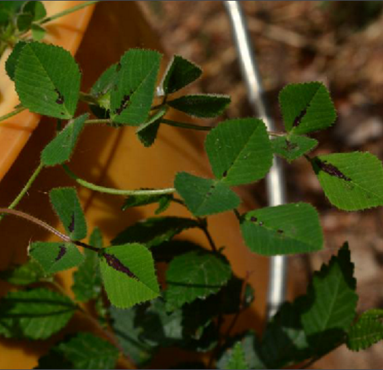 褐斑苜蓿 (植物)