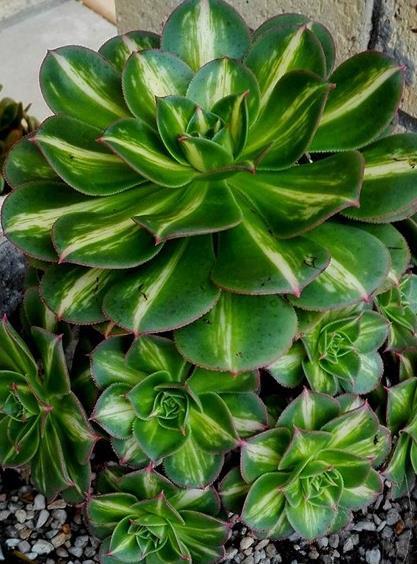 中斑莲花掌 (植物)