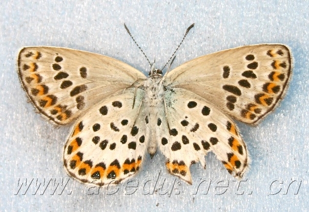 豆灰蝶其他生物相关