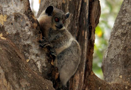 白脚鼬狐猴(动物)