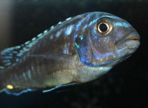 闪电王子鱼(动物)