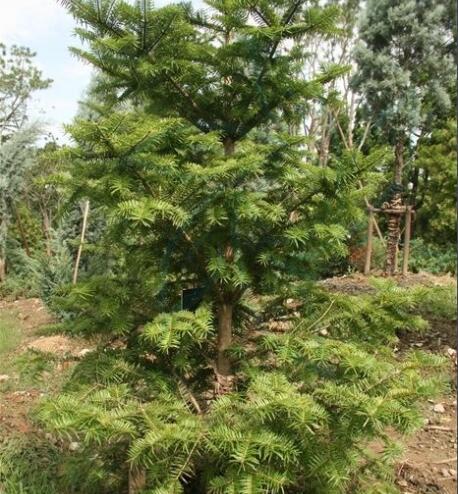 日本冷杉(植物)