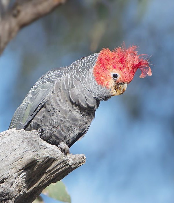 红冠凤头鹦鹉(动物)_技点百科_技点网(动物)