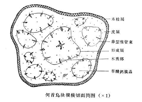 芹菜维管束结构图图片
