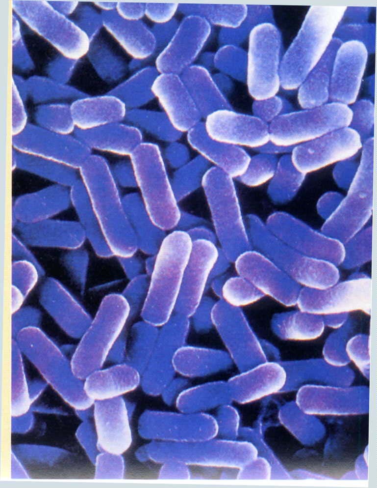 乳酸菌形态图图片