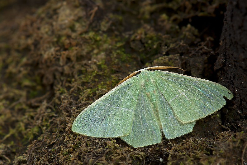 樟翠尺蛾(其他生物相关)