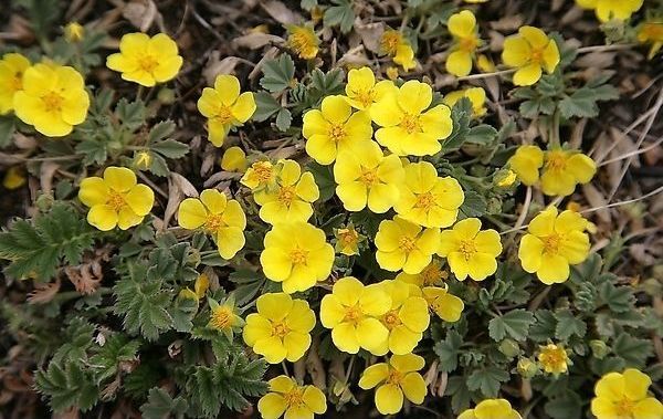 星毛委陵菜植物