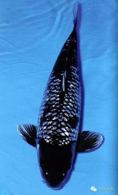 变种鲤其他生物相关