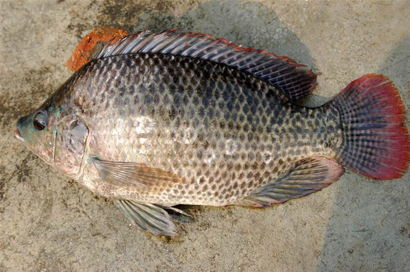 奥利亚罗非鱼,学名oreochromiscoaureus,国外称蓝罗非鱼(bluetilapia)