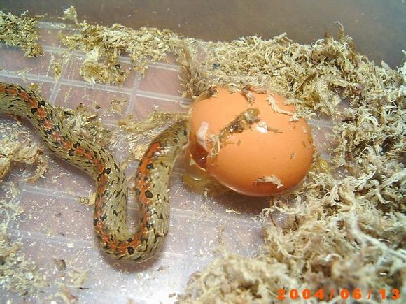 食蛋蛇 (动物)