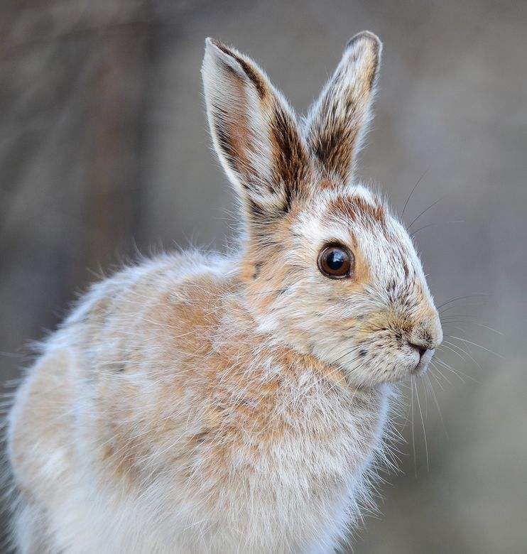 白靴兔(动物)白靴兔(学名:lepus americanus),又名雪鞋兔,是北美洲的