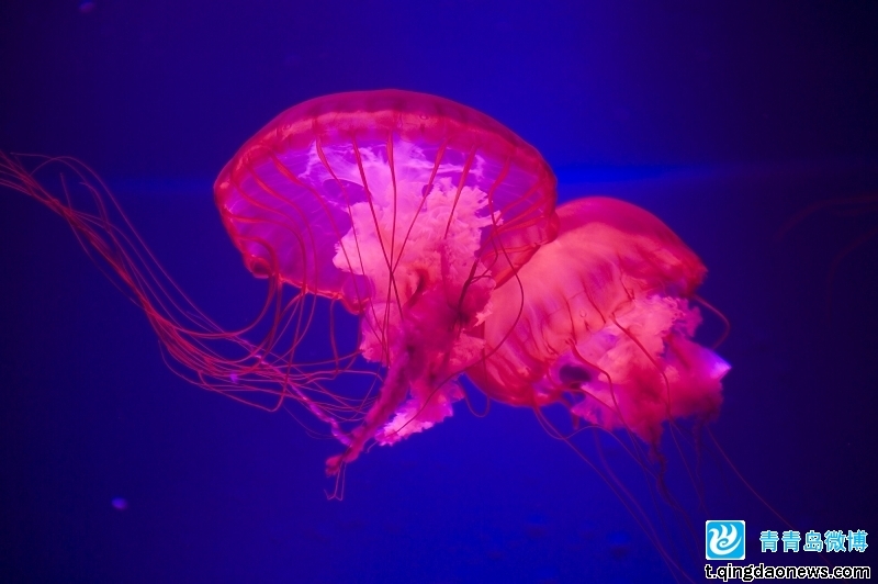 栉水母动物门(动物)