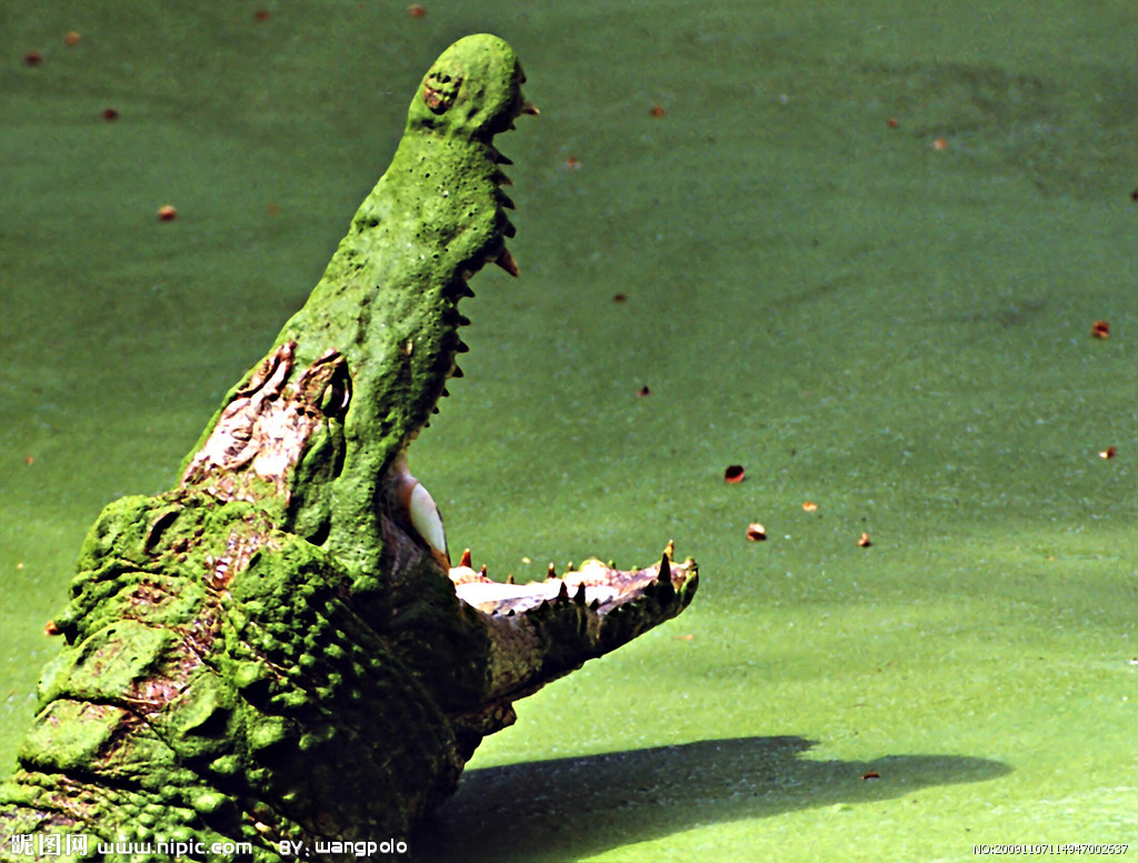 张开嘴的澳大利亚鳄鱼照片摄影图片_ID:159439614-Veer图库