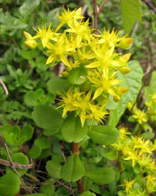 凹叶景天(植物)