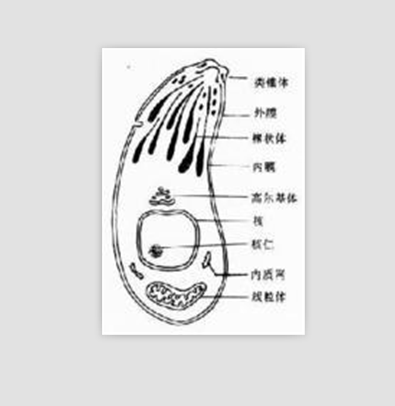 三尸虫(疾病)弓形虫中医叫三尸虫,是细胞内寄生虫.