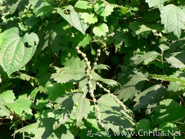 悬铃木叶苎麻 (其他生物相关)