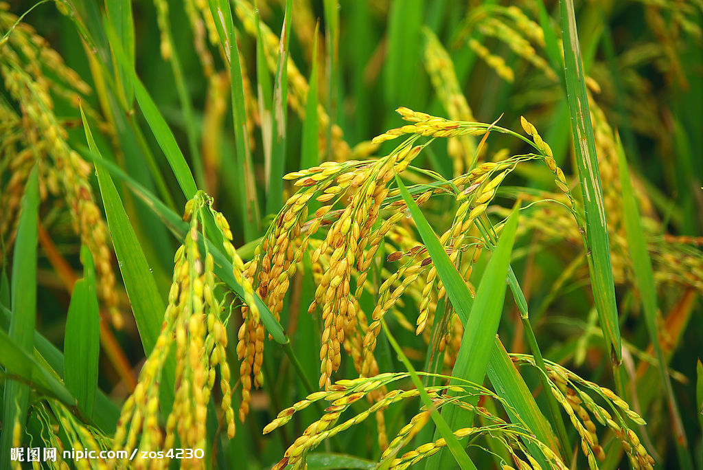 稻米其他生物相关