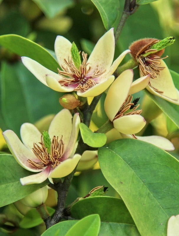 含笑花(植物)