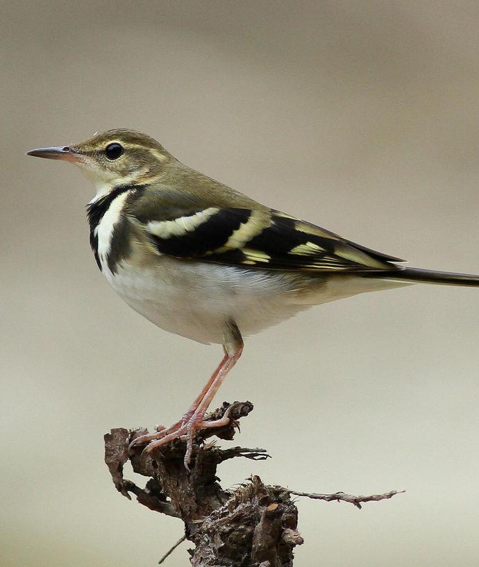 【鸟类】领域_百科_技点网