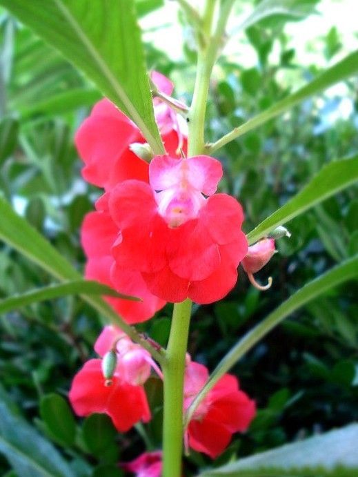 柳葉菜狀鳳仙花(植物)柳葉菜狀鳳仙花(學名:impatiensepilobioidesy.