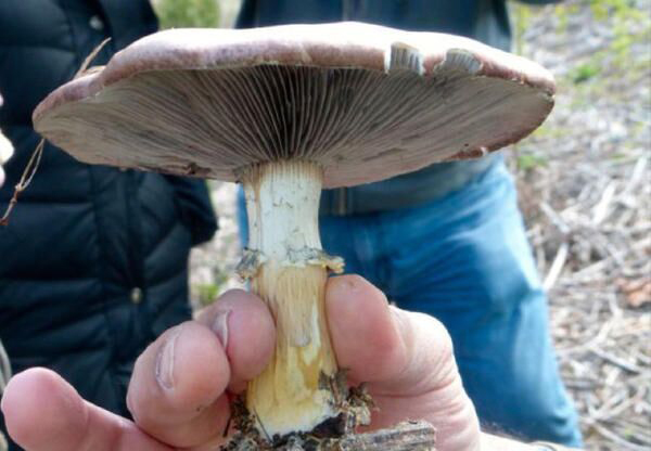 食用甲烷菌其他生物相关