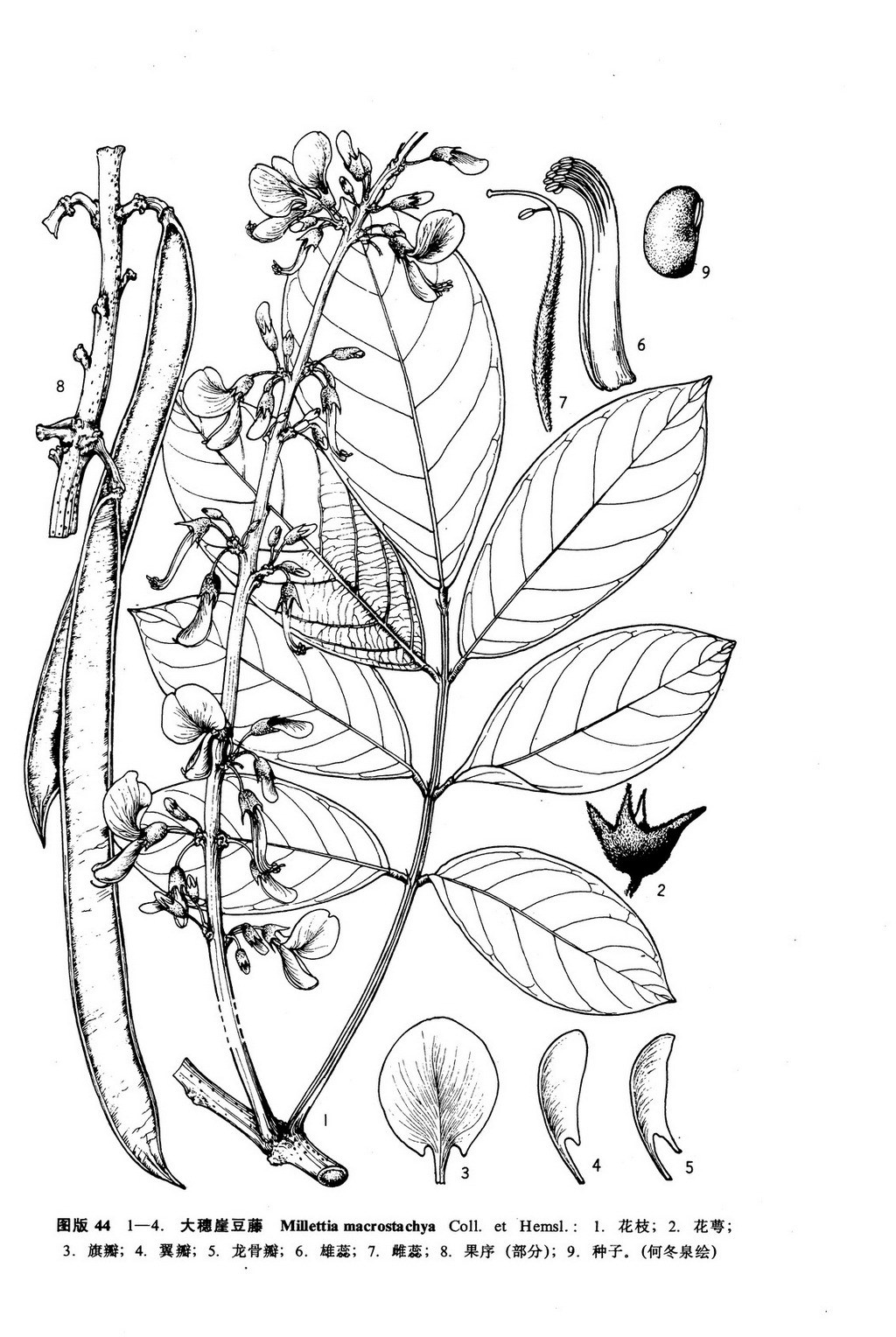 大穗崖豆(植物)大穗崖豆(学名:millettia macrostachya)为豆科崖豆藤