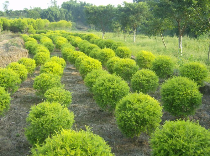 林奈木(植物)林奈木,是"灌木王国"中最小的一员