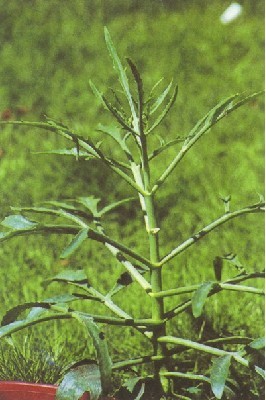 五爪三七(医药|中医学与中药学)