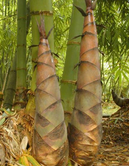 糯竹植物