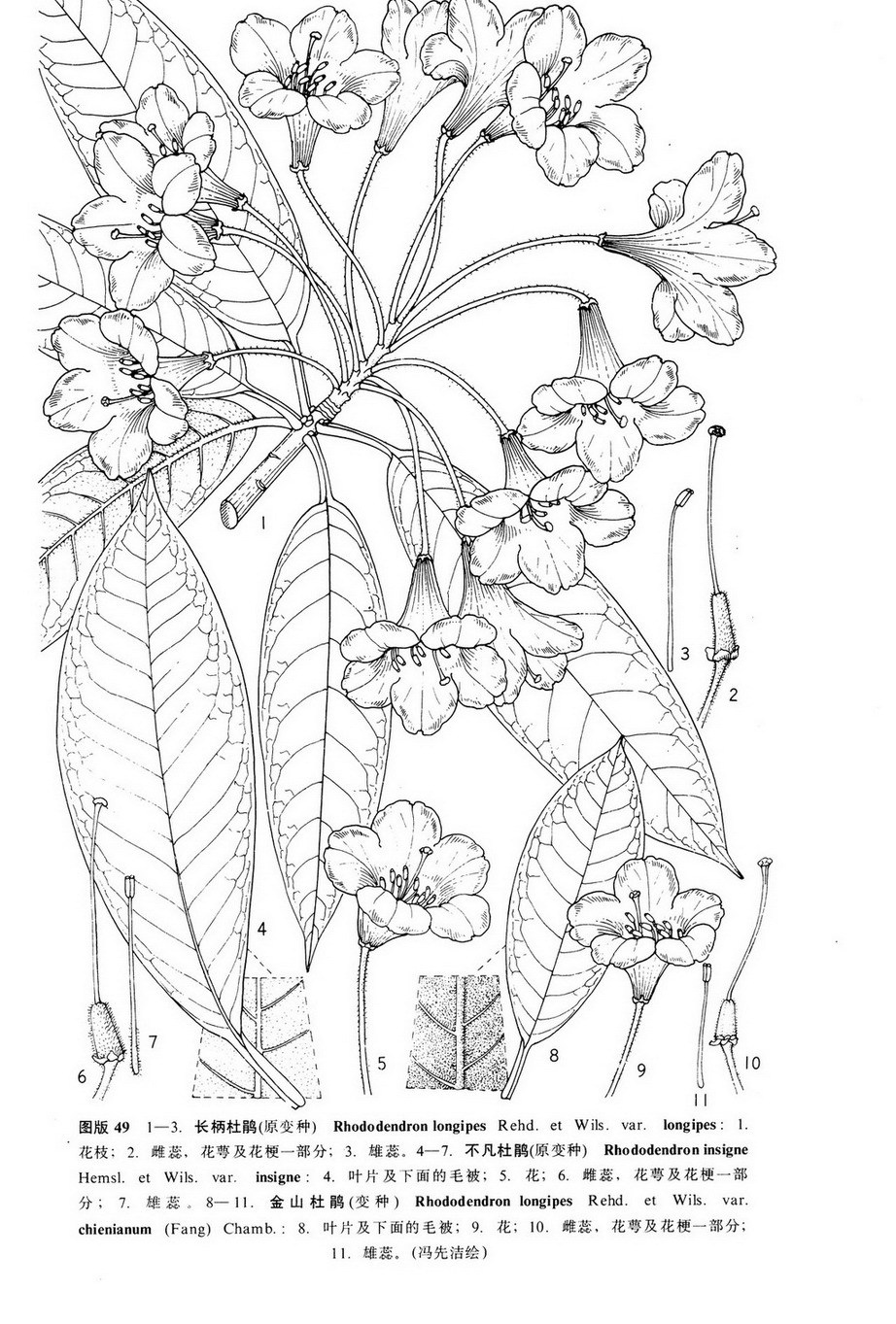 长柄杜鹃(原变种)(植物)灌木或小乔木,高约2-4米;枝条粗壮,花序下的枝