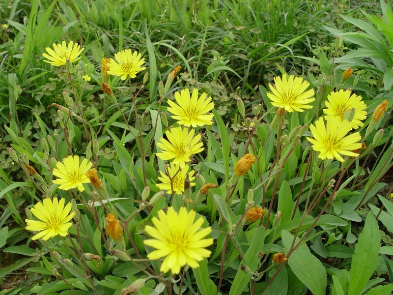 粉苞苣(植物)菊科苦荬菜属植物细叶苦荬菜ixeris gracilis stebb.