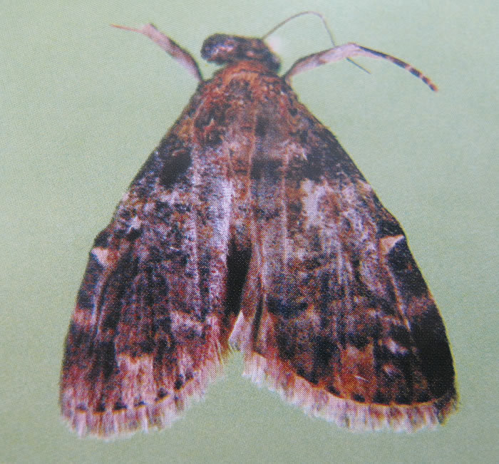 警纹地老虎 (动物)