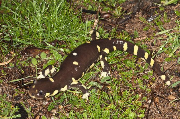 加州虎纹钝口螈动物