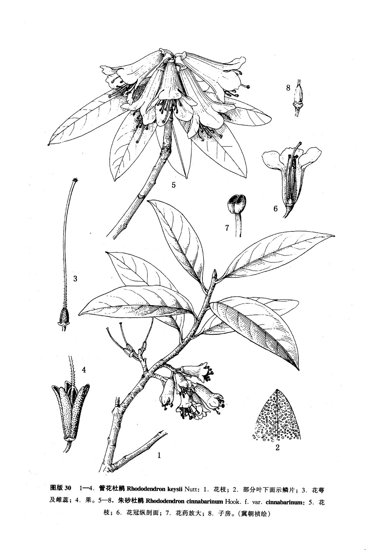 薄叶朱砂杜鹃植物