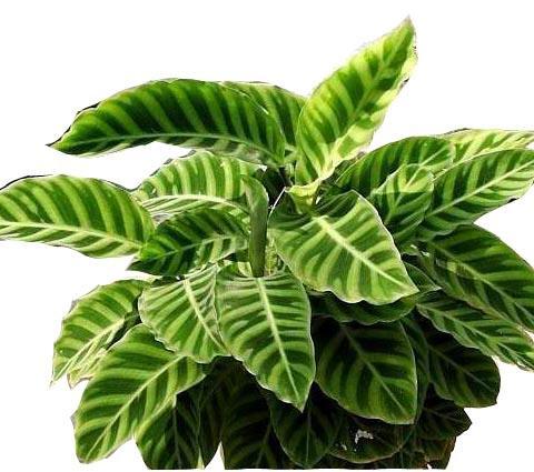 豹纹竹芋 (植物)