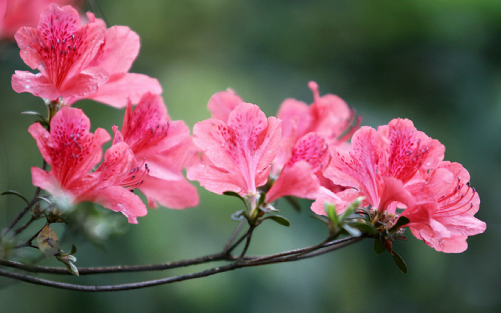 合瓣花亚纲(植物)
