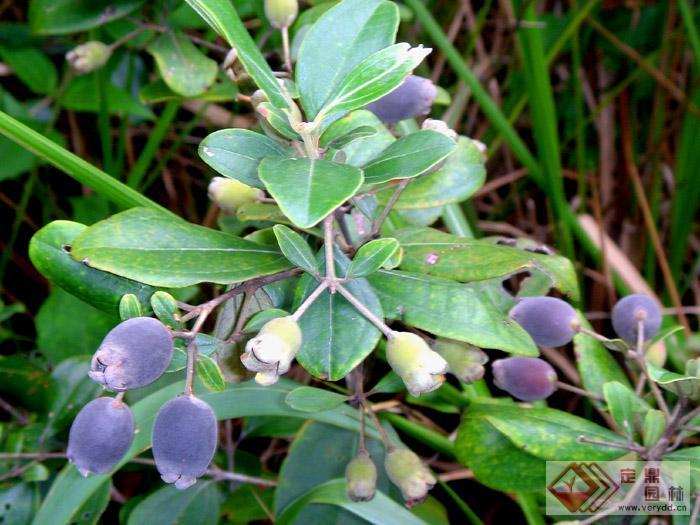 桃金娘根 (植物)