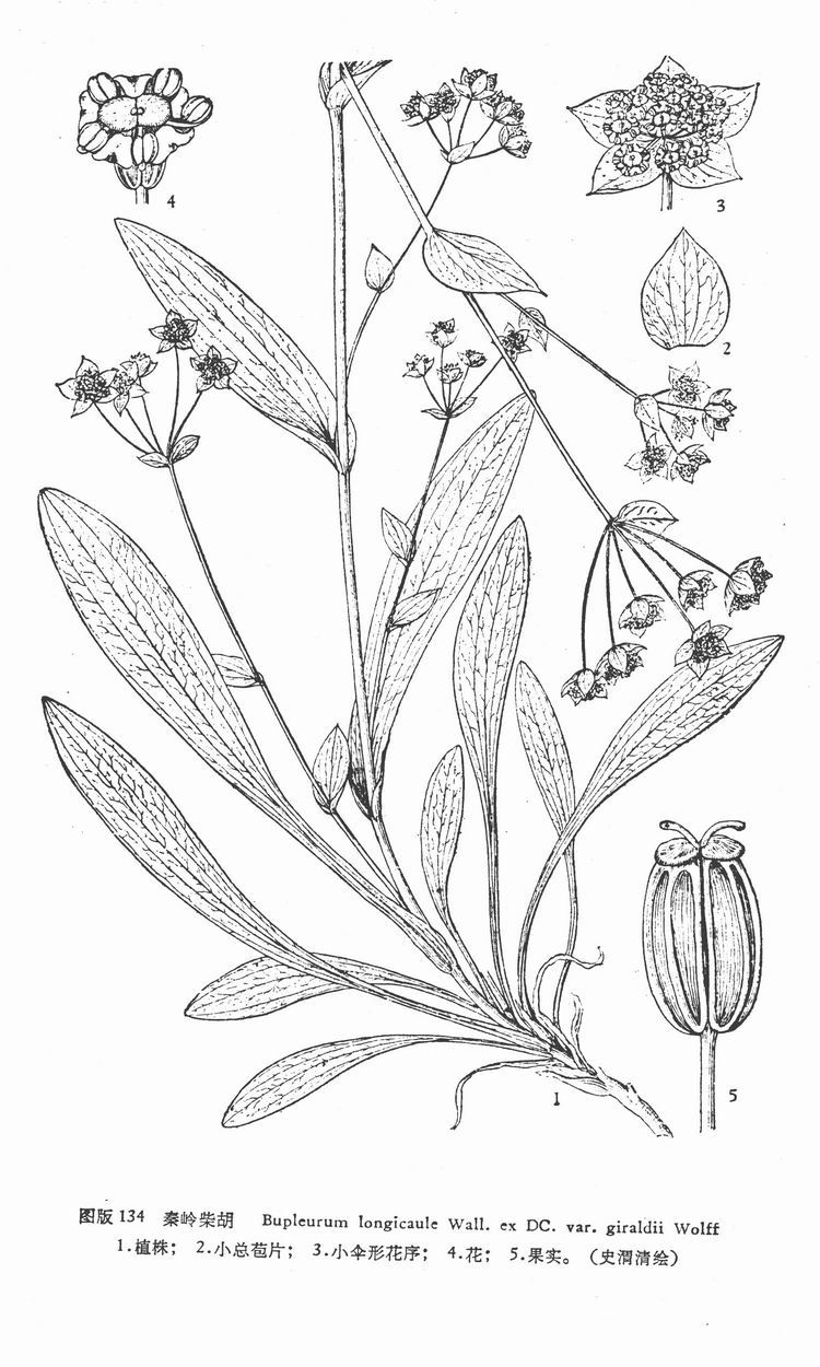秦岭珍稀植物简笔画图片