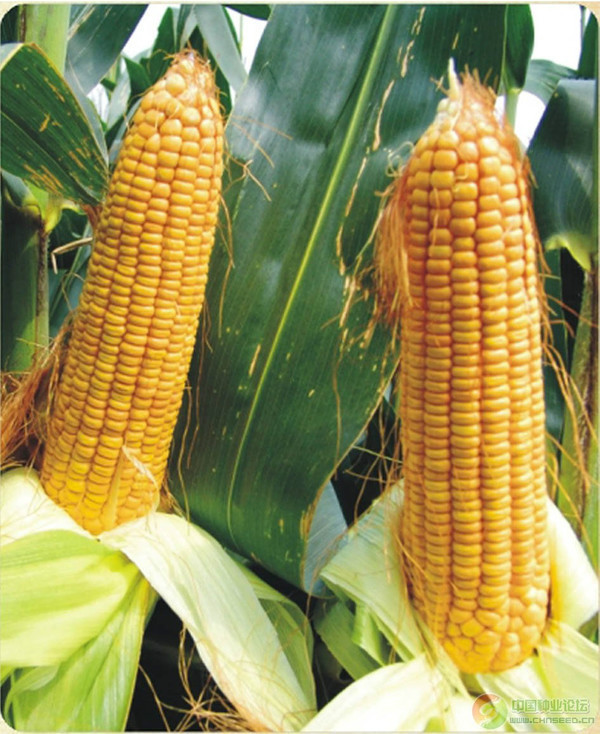 纳峰818玉米种子图片