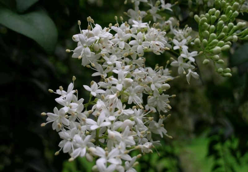 小蜡(植物)小蜡,别名:黄心柳,水黄杨,千张树,拉丁文名:ligustrum