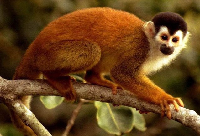 丛猴(其他生物相关)_技点百科