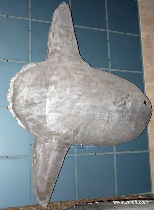 矛尾翻车鲀 (其他生物相关)