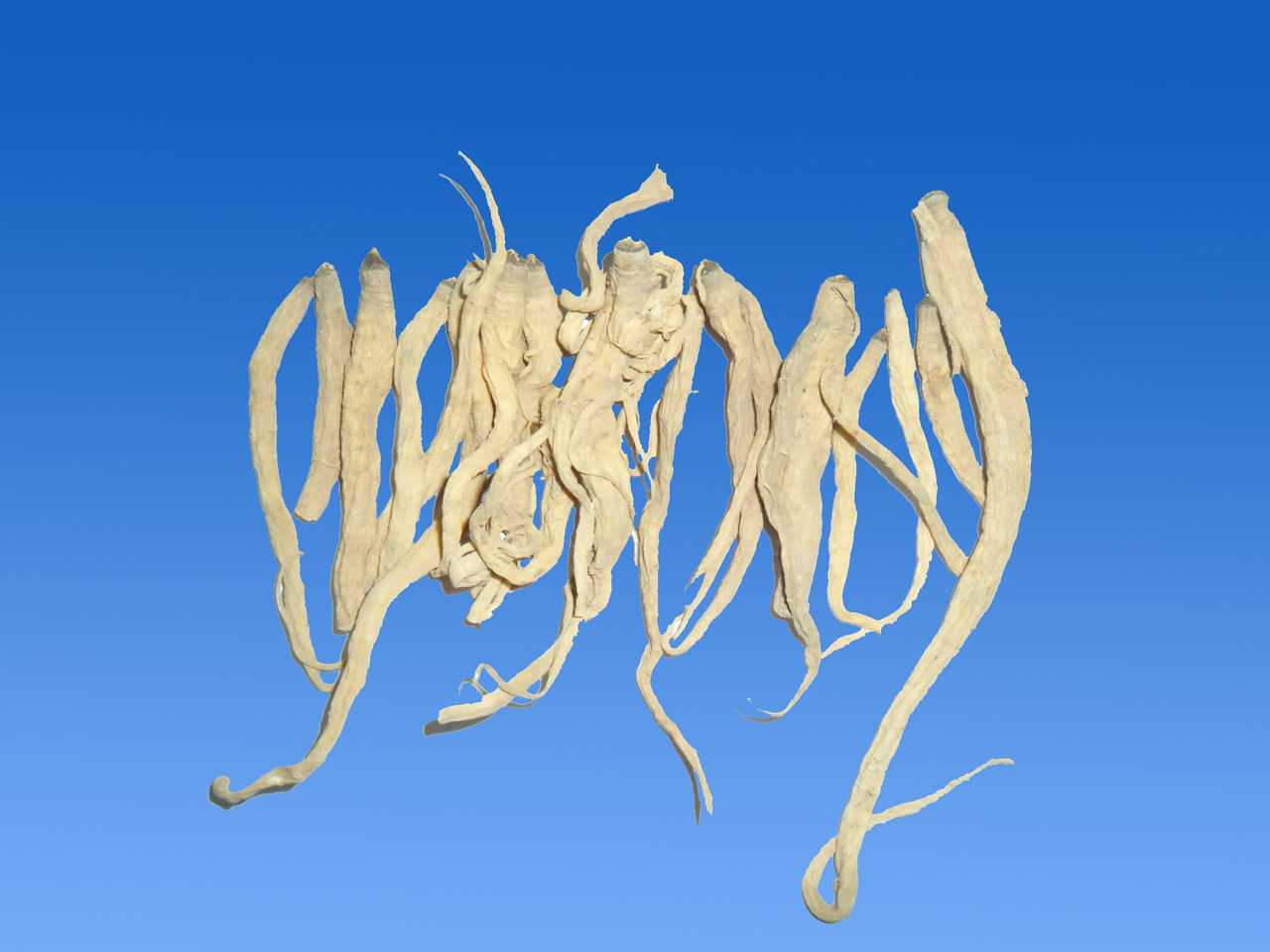 黄参(植物)_技点知识_技点网(植物)