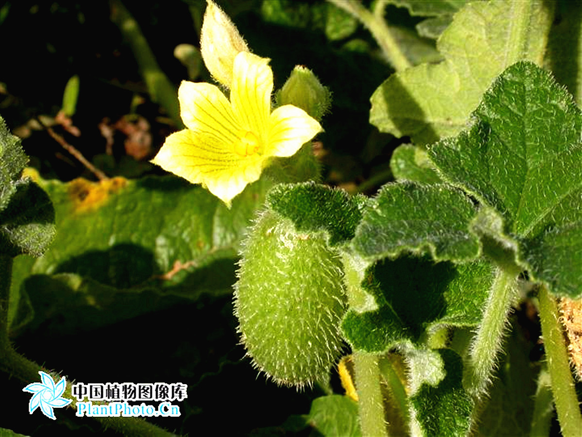 喷瓜果(植物)喷瓜属于葫芦科多年生匍匐草本植物,果实成熟后,会将种子