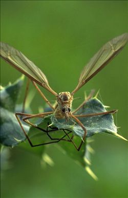 干沟栉大蚊(动物)