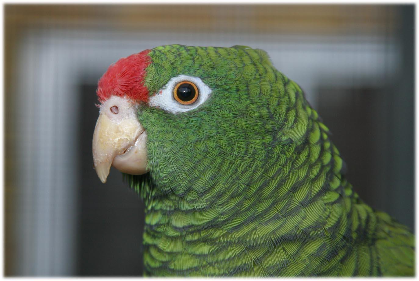 桤木亚马逊鹦鹉(动物)_技点百科_技点网(动物)