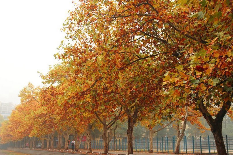 法国桐(植物)法国桐即悬铃木,俗称"法桐",在植物分类学上属悬铃木科