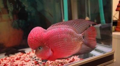 火鹤鱼(动物)_技点百科